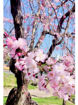 Cheers - ＊なつみ＊の女の子ブログ画像