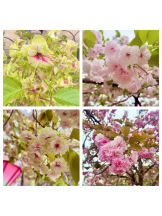 Cheers - ＊なつみ＊の女の子ブログ画像