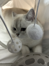 VIVIDCREW Pink Party Paradise - るいの女の子ブログ画像