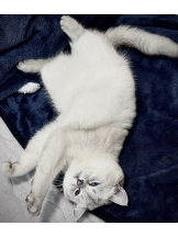 VIVIDCREW Pink Party Paradise - るいの女の子ブログ画像