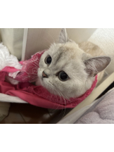 VIVIDCREW Pink Party Paradise - るいの女の子ブログ画像