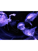 VIVIDCREW Pink Party Paradise - るいの女の子ブログ画像