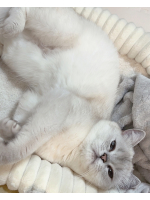 VIVIDCREW Pink Party Paradise - るいの女の子ブログ画像