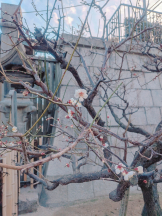 VIVID・CREW マダム・セカンドヴァージンはなれ - さおりの女の子ブログ画像