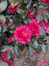 VIVID・CREW マダム・セカンドヴァージンはなれ - さおりの女の子ブログ画像