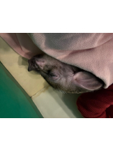 あるまぎ！ - すばるの女の子ブログ画像