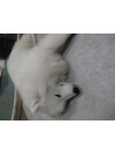 あるまぎ！ - ほこりの女の子ブログ画像