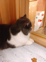 あるまぎ！ - ほこりの女の子ブログ画像