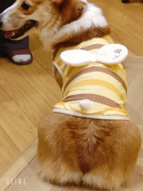 あるまぎ！ - ほこりの女の子ブログ画像