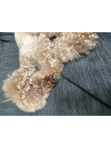 あるまぎ！ - かえでの女の子ブログ画像