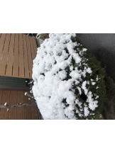 あるまぎ！ - かえでの女の子ブログ画像