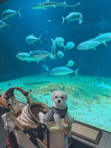 VIVID・CREW マダム・セカンドヴァージン十三店 - はなの女の子ブログ画像