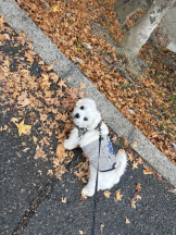 VIVID・CREW マダム・セカンドヴァージン十三店 - はなの女の子ブログ画像