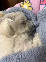 VIVID・CREW マダム・セカンドヴァージン十三店 - はなの女の子ブログ画像