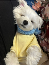 VIVID・CREW マダム・セカンドヴァージン十三店 - はなの女の子ブログ画像