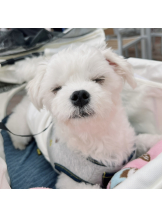 VIVID・CREW マダム・セカンドヴァージン十三店 - はなの女の子ブログ画像