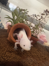 VIVID・CREW マダム・セカンドヴァージン十三店 - はなの女の子ブログ画像