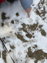 VIVID・CREW マダム・セカンドヴァージン十三店 - はなの女の子ブログ画像