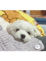 VIVID・CREW マダム・セカンドヴァージン十三店 - はなの女の子ブログ画像