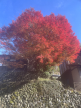 VIVID・CREW マダム・セカンドヴァージン十三店 - まどかの女の子ブログ画像