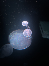 VIVID・CREW マダム・セカンドヴァージンはなれ - かこの女の子ブログ画像