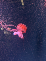 VIVID・CREW マダム・セカンドヴァージンはなれ - かこの女の子ブログ画像