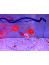 VIVID・CREW マダム・セカンドヴァージンはなれ - かこの女の子ブログ画像