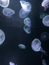 VIVID・CREW マダム・セカンドヴァージンはなれ - かこの女の子ブログ画像