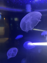 VIVID・CREW マダム・セカンドヴァージンはなれ - かこの女の子ブログ画像