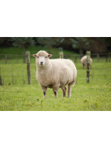 club Lily - ひつじの女の子ブログ画像