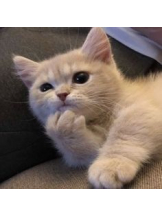 あるまぎ！ - るなの女の子ブログ画像