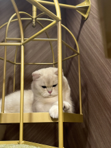 VIVID CREW梅田店 - みなの女の子ブログ画像