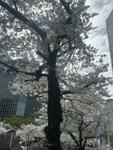 VIVID CREW梅田店 - みなの女の子ブログ画像