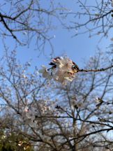 VIVID CREW梅田店 - あいの女の子ブログ画像