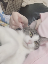 VIVID・CREW マダム・セカンドヴァージンはなれ - こころの女の子ブログ画像