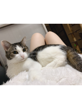 VIVID・CREW マダム・セカンドヴァージンはなれ - こころの女の子ブログ画像