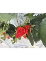 VIVID・CREW マダム・セカンドヴァージンはなれ - まいの女の子ブログ画像