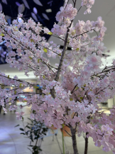 VIVID・CREW マダム・セカンドヴァージンはなれ - カエラの女の子ブログ画像