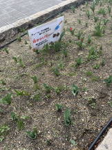 VIVID・CREW マダム・セカンドヴァージンはなれ - カエラの女の子ブログ画像