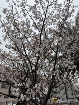 VIVID・CREW マダム・セカンドヴァージンはなれ - カエラの女の子ブログ画像