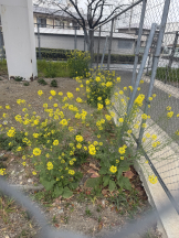 VIVID・CREW マダム・セカンドヴァージンはなれ - カエラの女の子ブログ画像