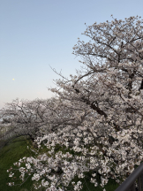 VIVID・CREW マダム・セカンドヴァージンはなれ - カエラの女の子ブログ画像