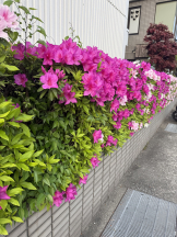 VIVID・CREW マダム・セカンドヴァージンはなれ - カエラの女の子ブログ画像