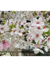 VIVID・CREW マダム・セカンドヴァージンはなれ - すいの女の子ブログ画像