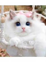 ViVian - 真琴の女の子ブログ画像