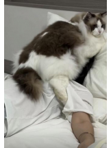 ViVian - 真琴の女の子ブログ画像