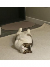 ViVian - 真琴の女の子ブログ画像