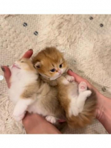 ViVian - 真琴の女の子ブログ画像