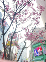 ViVian - 真琴の女の子ブログ画像