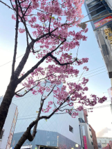 ViVian - 真琴の女の子ブログ画像